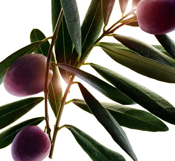 Olive tree-Organic olive oil-Olea europaea (olive) fruit extract