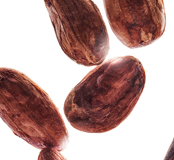 Cocoa tree-Organic cocoa butter-Theobroma cacao (cocoa) seed butter