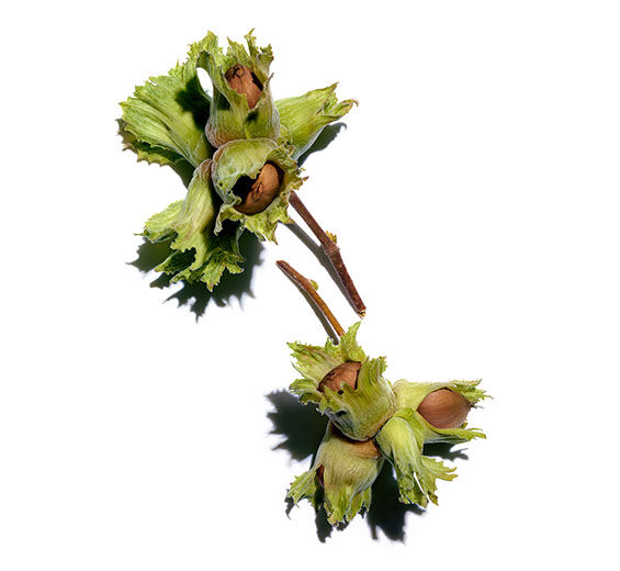 Hazel-Organic hazelnut oil-Corylus avellana (hazel) seed oil