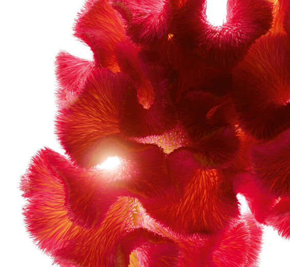 Celosia-Celosia extract-Celosia cristata flower extract