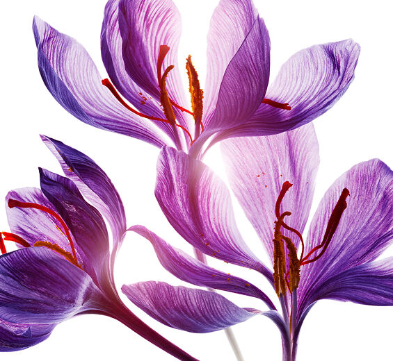 Crocus-Saffron flower polyphenols (organic plant)-Crocus sativus flower extract
