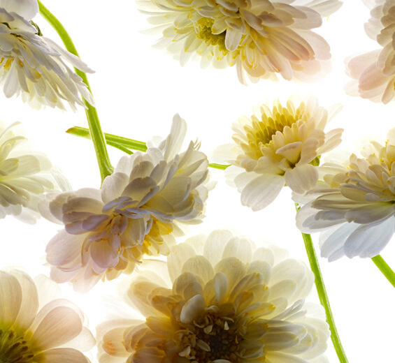 Roman chamomile-Roman chamomile essential oil-Anthemis nobilis flower oil