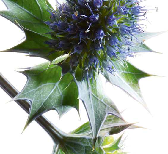 Sea holly-Organic sea holly extract-Sea Holly