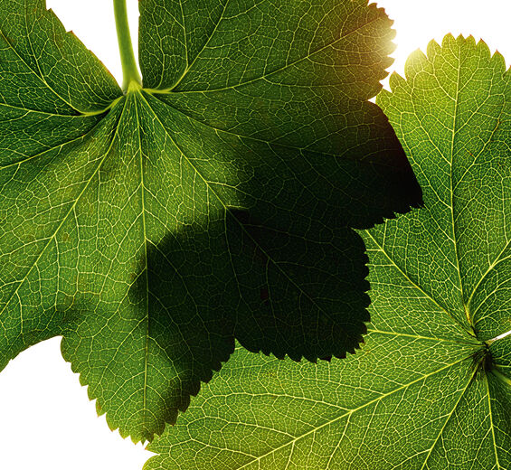 Lady’s mantle-Lady’s mantle extract-Alchemilla vulgaris extract