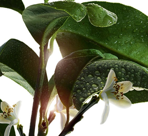 Bitter orange tree-Organic bitter orange flower water-Citrus aurantium amara (bitter orange) flower water