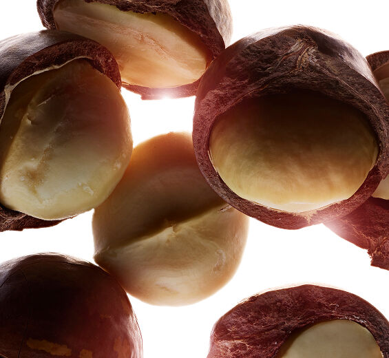 Macadamia tree-Organic macadamia oil-Macadamia ternifolia seed oil