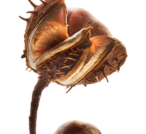 Horse chestnut tree-Horse chestnut escin-Escin