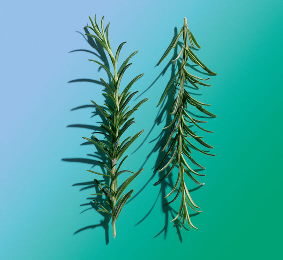 Roesmary-Rosemary essential oil-Rosmarinus officinalis (rosemary) leaf oil