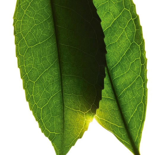 Tea plant-White tea extract-Camellia sinensis leaf extract