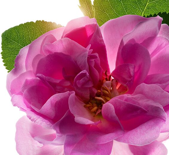 Damask rose-Damask rose water-Rosa damascena flower water