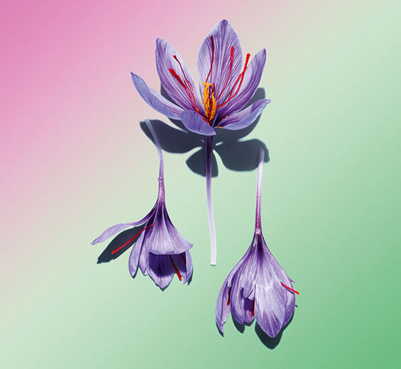 Crocus-Saffron flower polyphenols (organic plant)-Crocus sativus flower extract