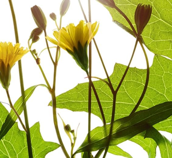 Nipplewort-Nipplewort extract-Lapsana communis flower/leaf/stem extract Nipplewort-Nipplewort extract-Lapsana communis flower/leaf/stem extract