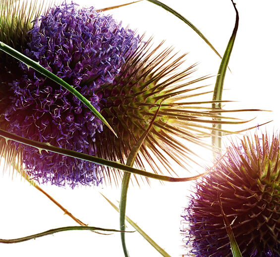 Teasel-Teasel extract-Dipsacus sylvestris extract