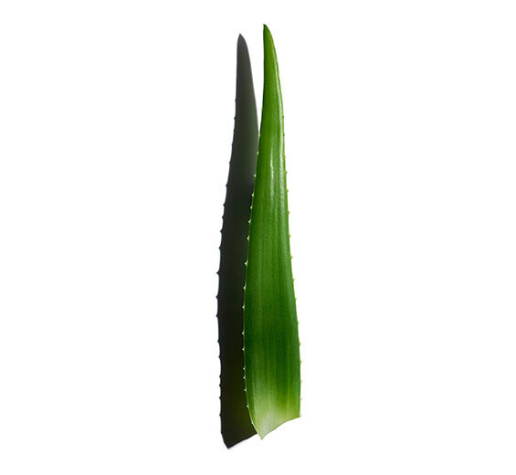 Aloe vera CLARINS UK