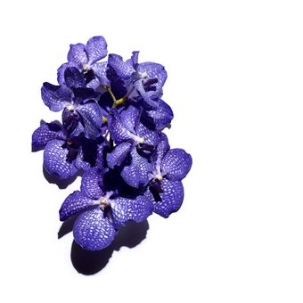 Blue Orchid Treatment Oil - Dehydrated Skin