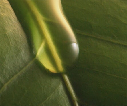 Water droplet