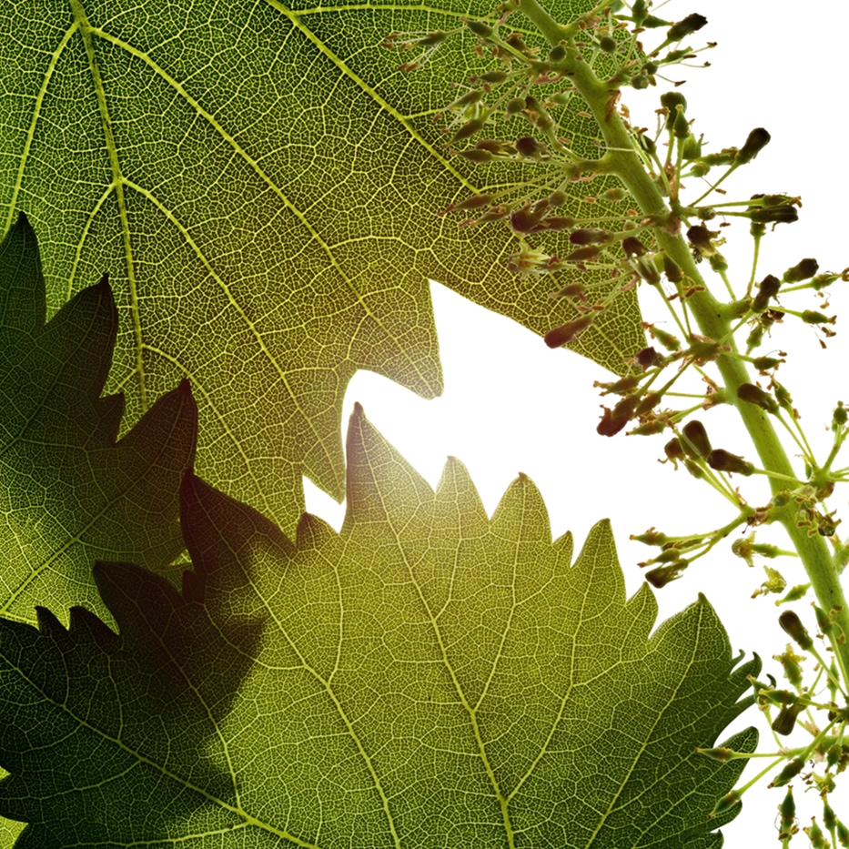 Vine-Vine flowers cell extract-Vitis vinifera (grape) flower cell extract