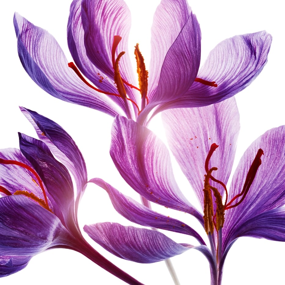 Crocus-Saffron flower polyphenols (organic plant)-Crocus sativus flower extract