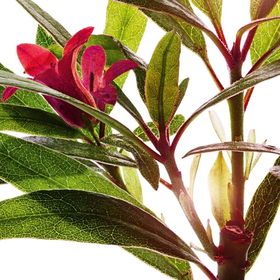 Alpenrose-Alpenrose extract-Rhododendron ferrugineum extract