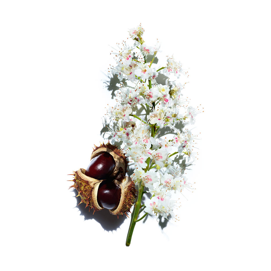 Horse chestnut