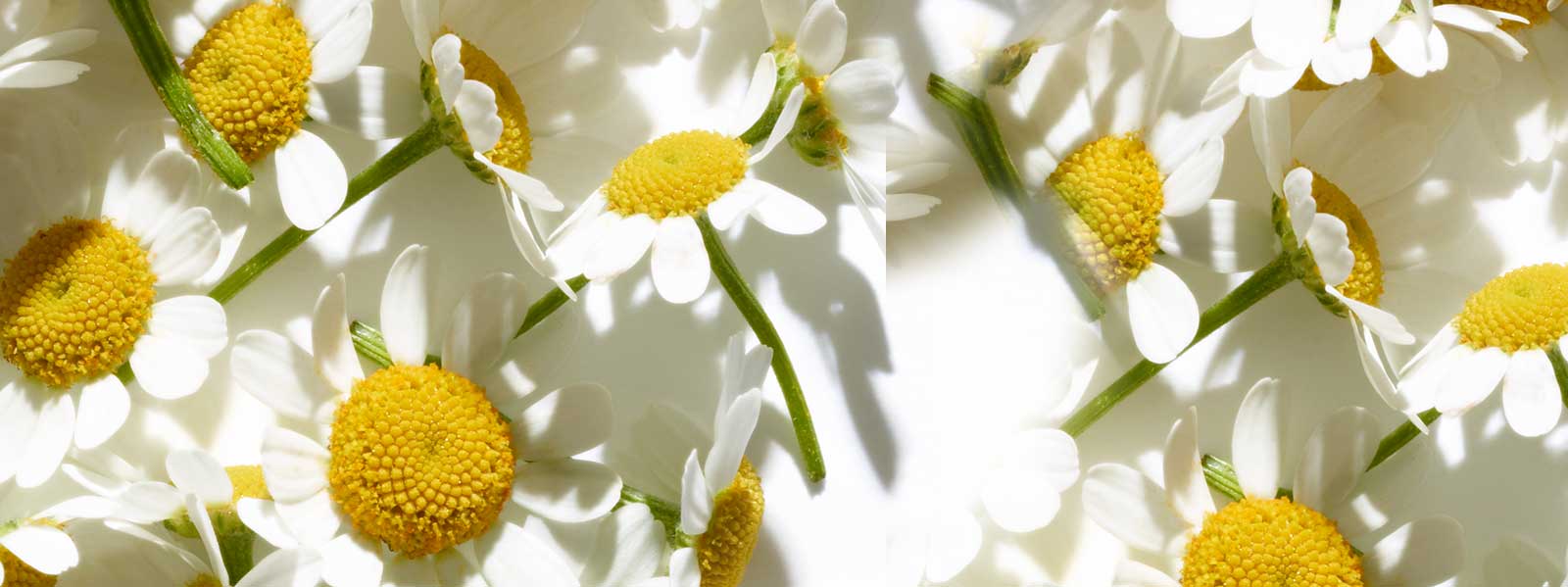 Chamomile flowers