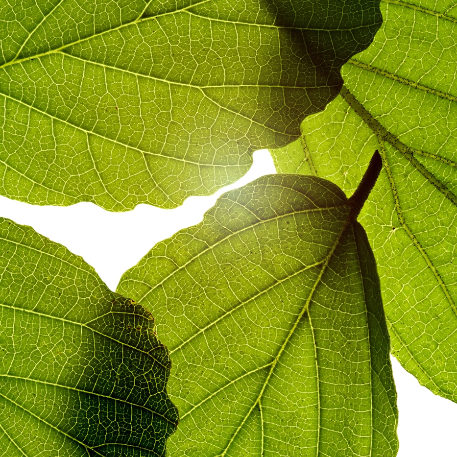 Witch hazel-Witch hazel extract-Hamamelis virginiana (witch hazel) leaf extract