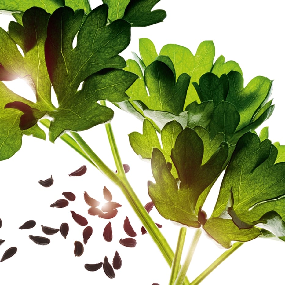Parsley-Parsley essential oil-Carum petroselinum (parsley) seed oil