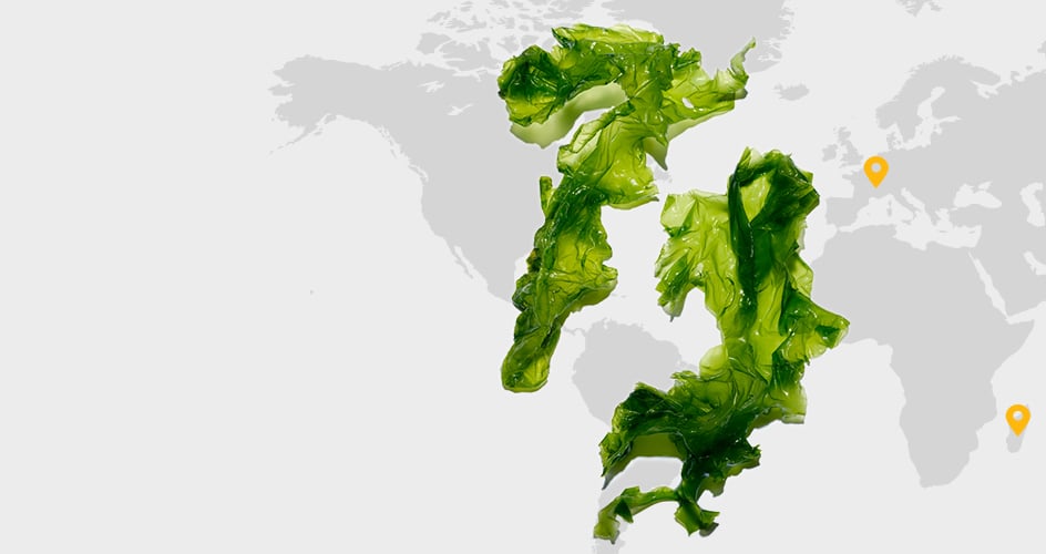 Sea lettuce