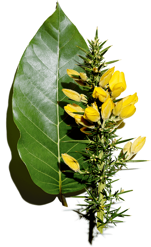 Harungana and Organic Gorse Ingredients