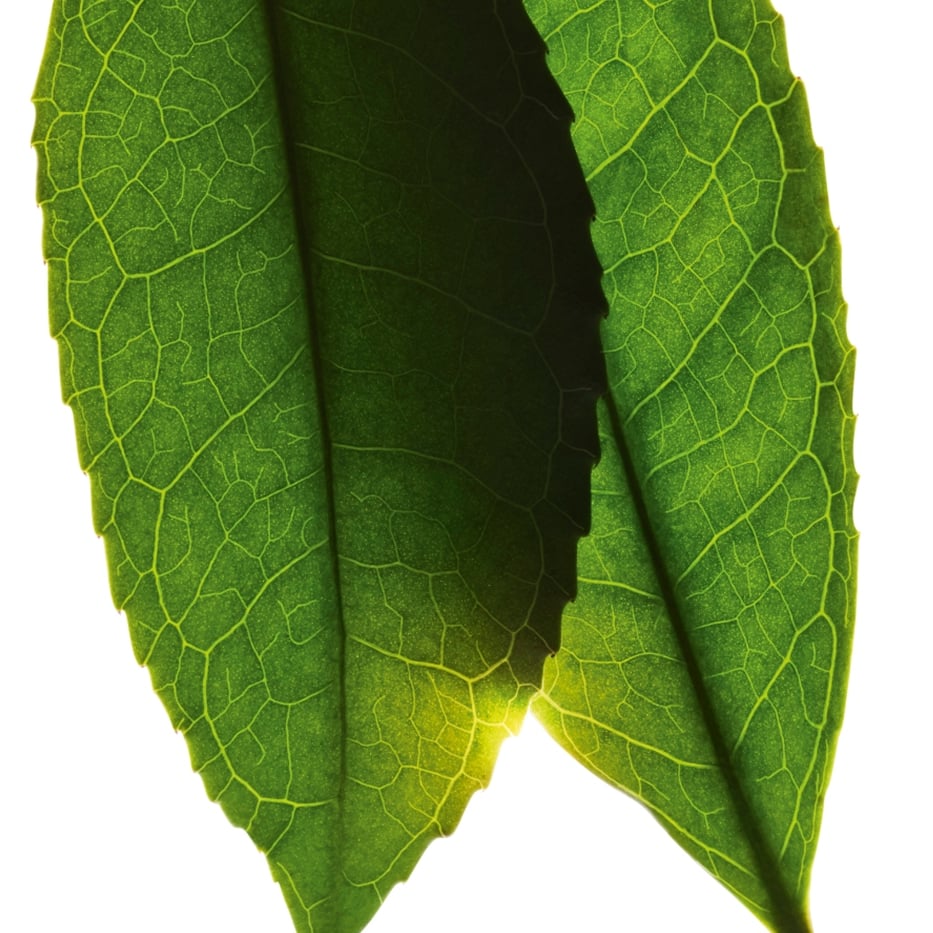 Tea plant-White tea extract-Camellia sinensis leaf extract