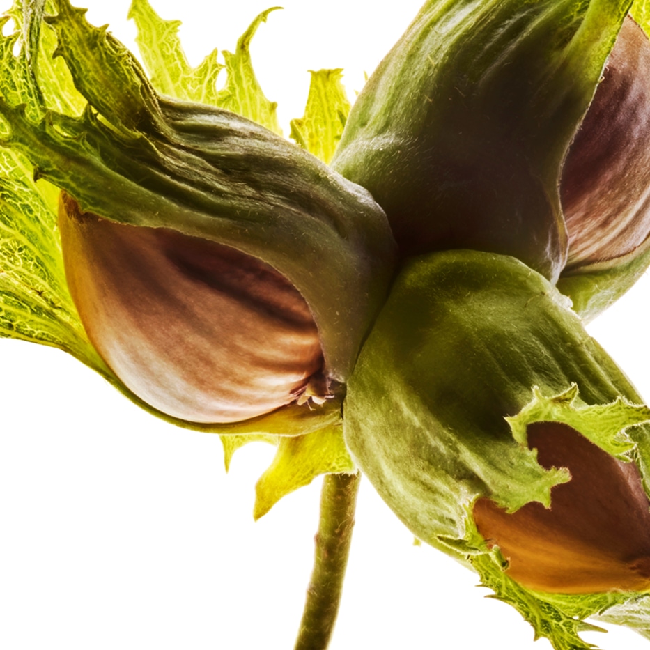 Hazel-Organic hazelnut oil-Corylus avellana (hazel) seed oil