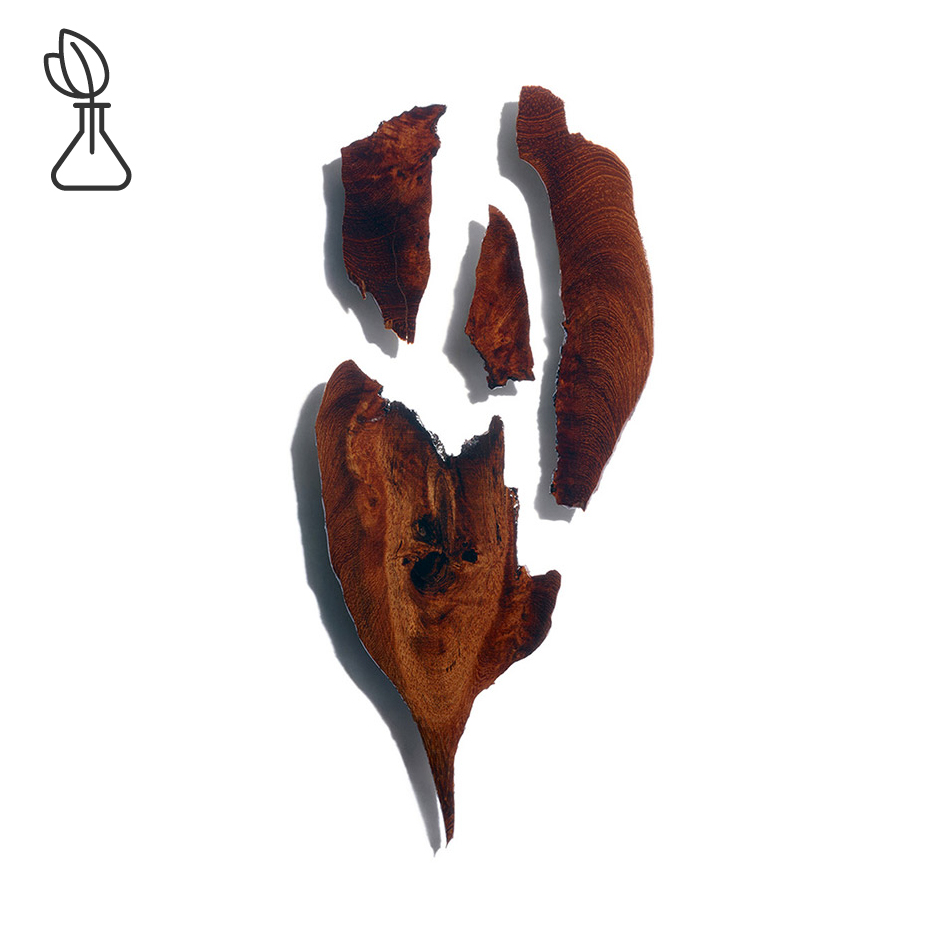 Bocoa-Bocoa extract-Bocoa prouacensis extract