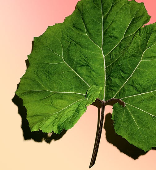 An image of a butterbur leaf