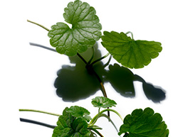 Centella asiatica ingredient