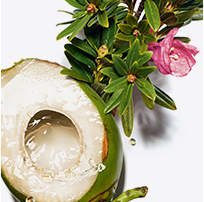 Coconut Water ingredient