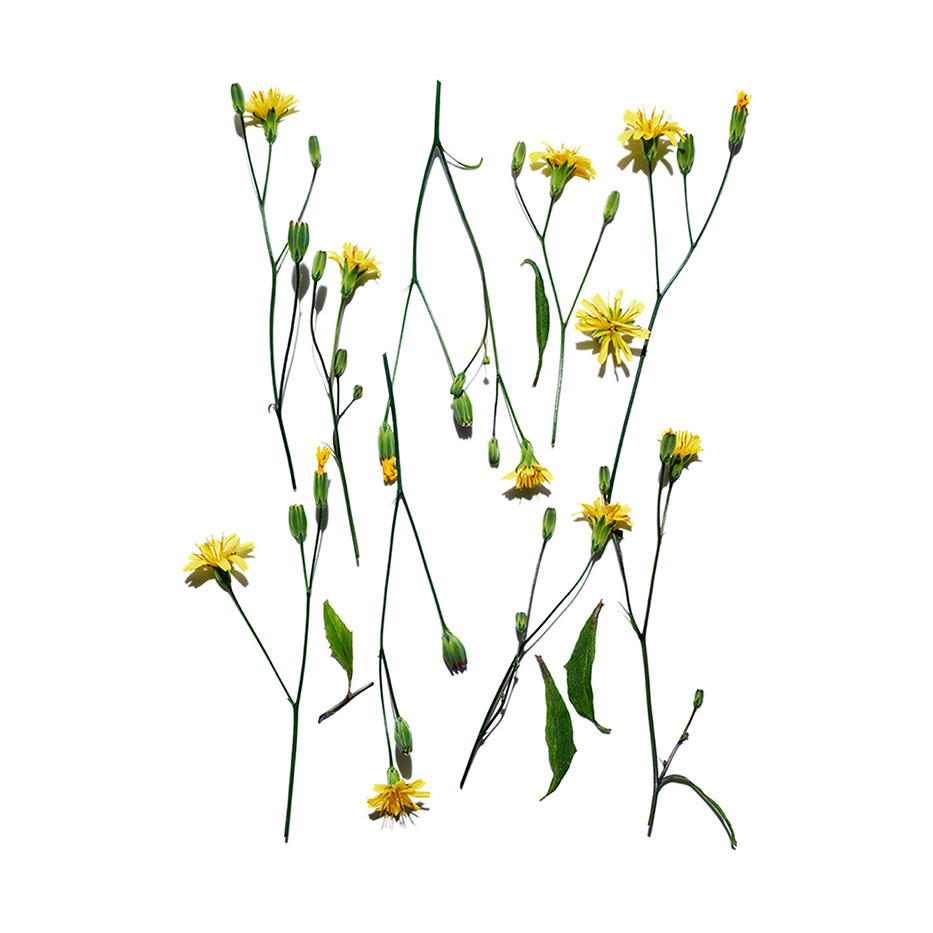 Succory dock-cress