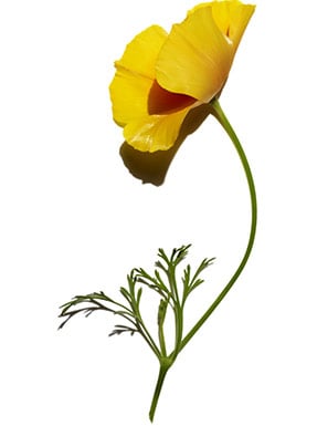 California Poppy