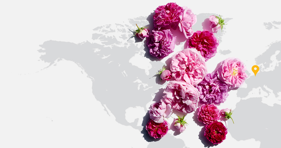 Rose wax