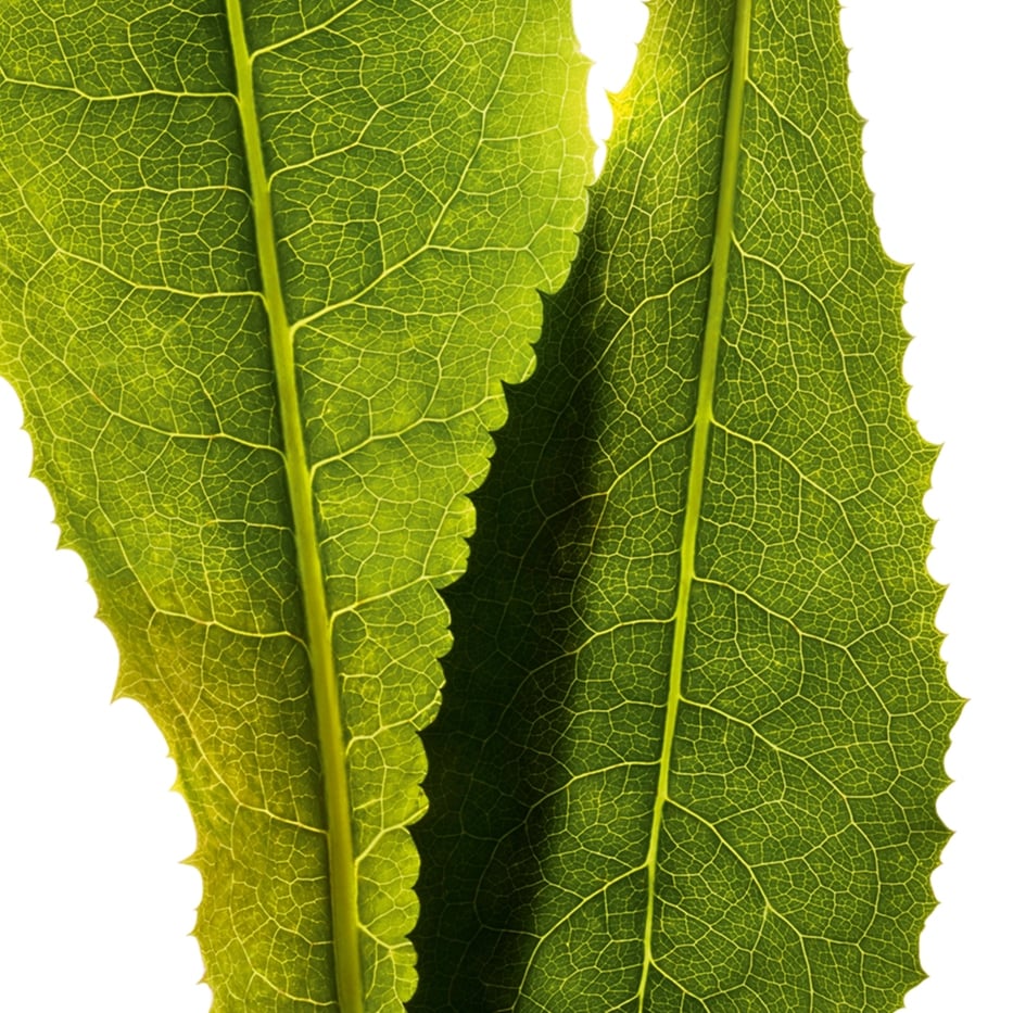 Chicory-Chicory extract-Cichorium intybus (chicory) leaf extract