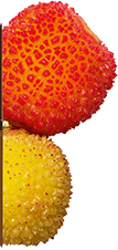 Strawberry tree fruit