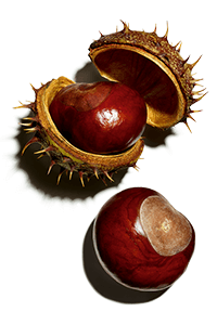 Indian horse chestnut escin