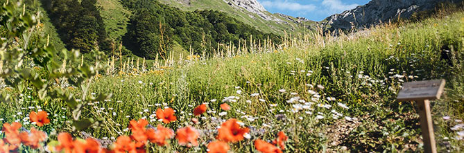 Sustainable ingredients 