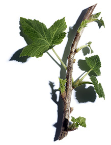 Blackcurrant bud