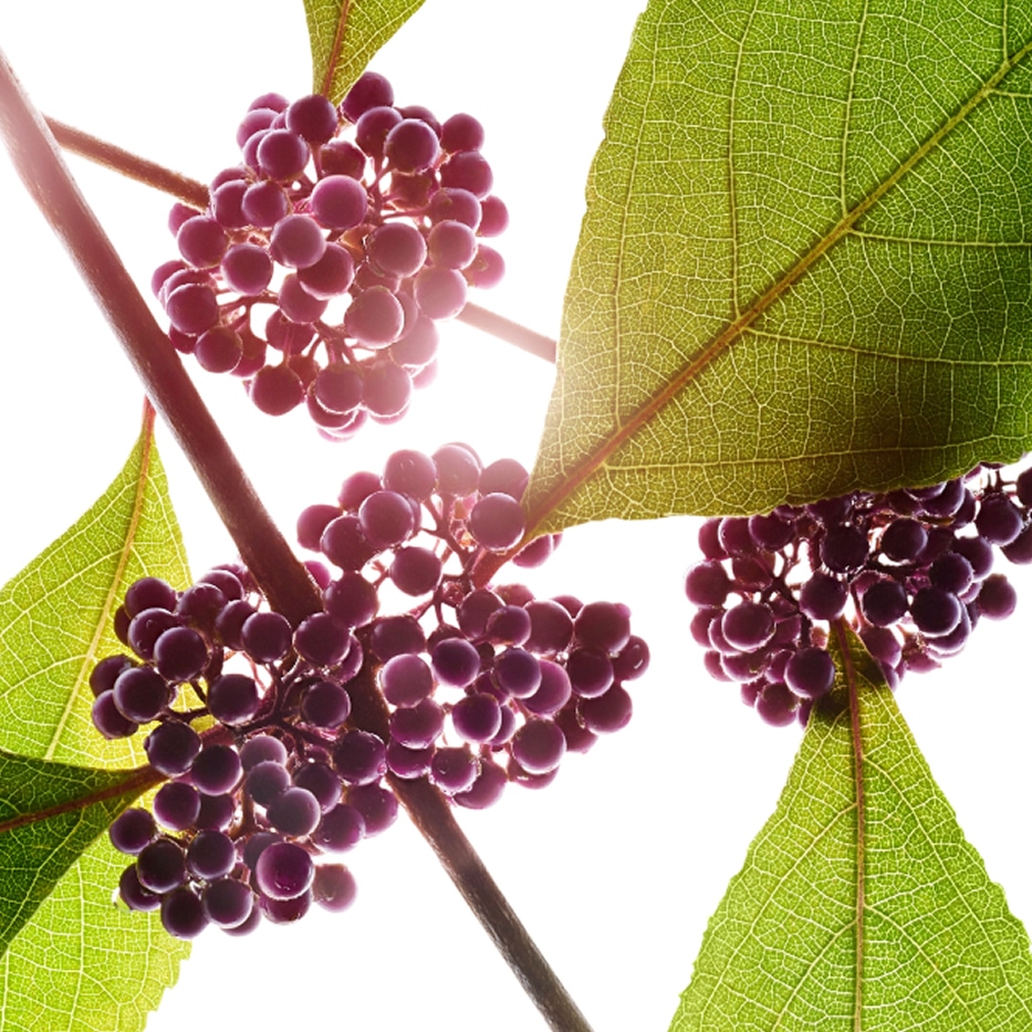 Beautyberry-Beautyberry extract-Callicarpa japonica fruit extract