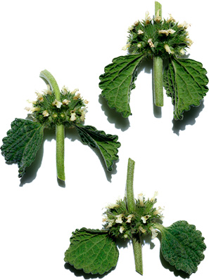 White horehound