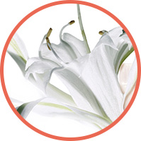 Sea Lily