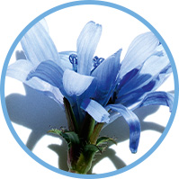 Chicory Extract