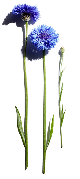 Centaurea Cyanus