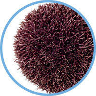 Red Jania