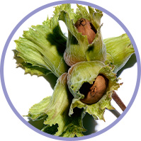 Hazelnut